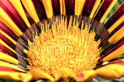 Full frame shot of yellow flowering plant