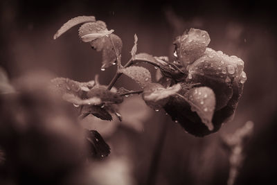 Close-up of wet flowers