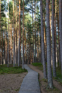 Walkway amidst trees in forest