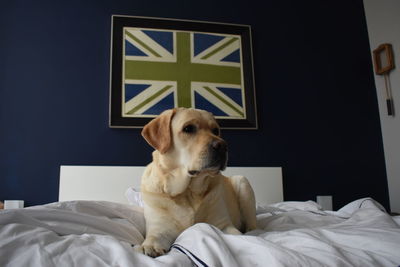 Dog looking away while sitting on bed