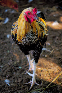 Close-up of rooster on land