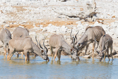 Greater kudus on shore against clear sky