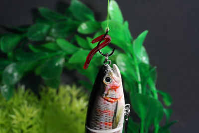 Close-up of dead fish hanging on leaf