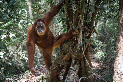 Monkey in a forest