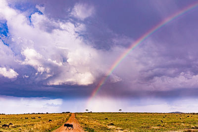 rainbow