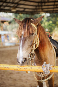 Close-up of horse in ranch