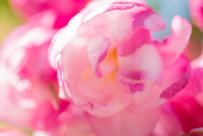 Close-up of pink rose