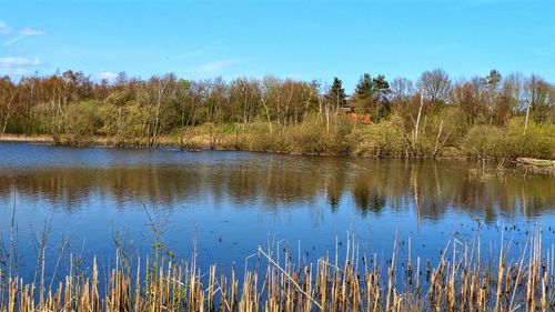 Scenic view of lake in forest