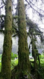 Low angle view of trees in forest