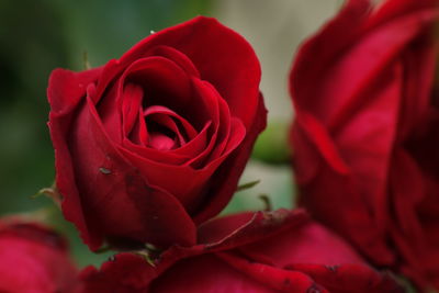 Close-up of red rose