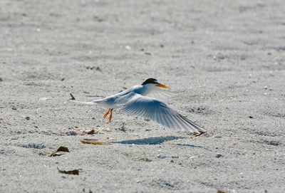 Least tern flying in to nesting area on beach