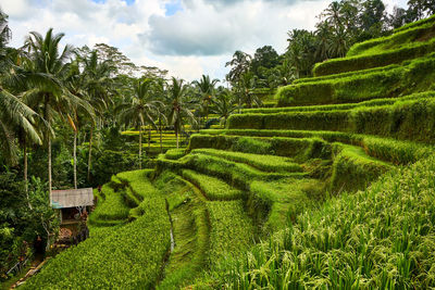 Plants growing on field against sky