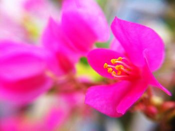 Close-up of pink flower