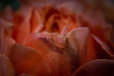 Full frame shot of flowering plant