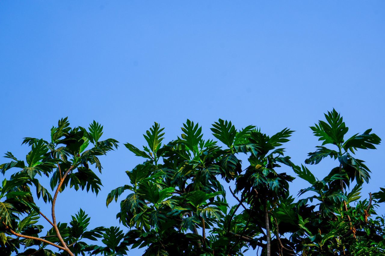 sky, plant, green, tree, leaf, nature, plant part, blue, sunlight, branch, jungle, growth, no people, low angle view, clear sky, tropics, tropical climate, beauty in nature, natural environment, flower, outdoors, grass, vegetation, rainforest, forest, palm tree, environment, cloud, day, copy space, food and drink, tranquility