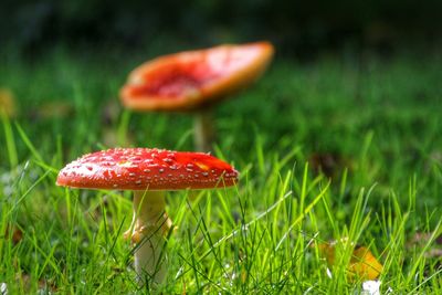 Close-up of mushroom growing on field