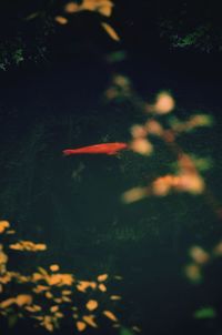 Close-up of jellyfish swimming in forest