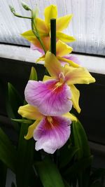 Close-up of yellow flower