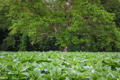 Trees and plants growing on field in forest