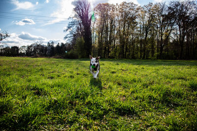 Rear view of dog on grassy field