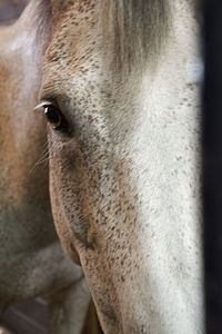 Close-up portrait of horse