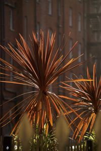 Close-up view of illuminated night