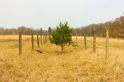 Trees on field against clear sky