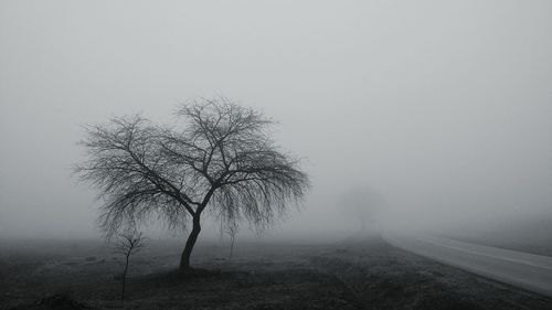 Trees in foggy weather