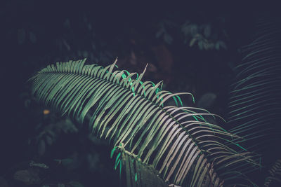 Close-up of feather against black background