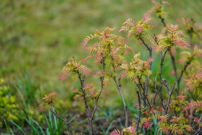 Close-up of pink flowering plants on field
