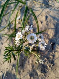 Close-up of flowers