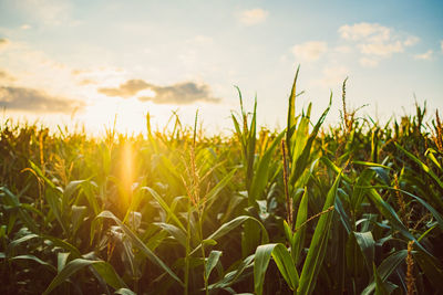 Crops growing on field against sky