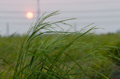 Close-up of stalks in field against sunset sky