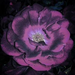 Close-up of flower blooming outdoors