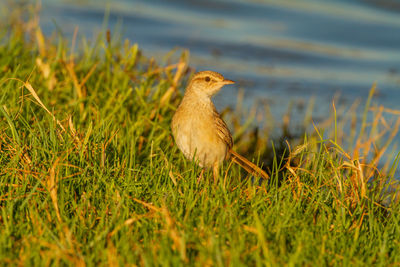 Bird perching on a field