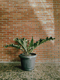 Potted plant against brick wall