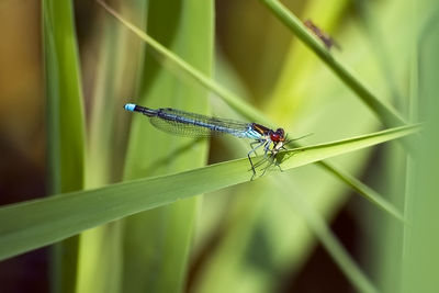A blue dragonfly sits on a blade of grass and chews its prey. the back is brown, shining in the sun.