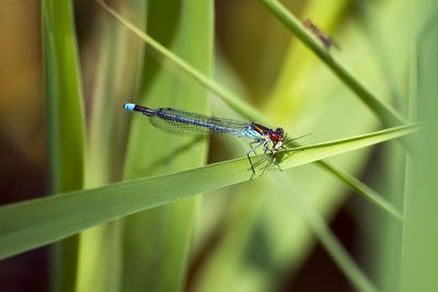 Close-up of insect on grass