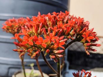 Close-up of red flowering plant