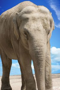 Close-up of elephant