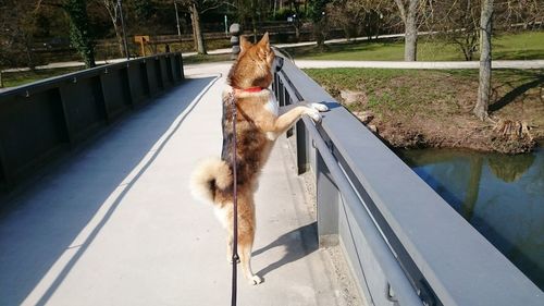 Side view of dog rearing up on railing