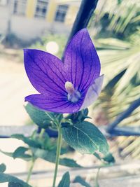 Close-up of purple flower