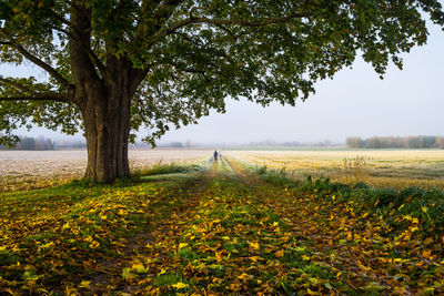 Oak tree growing on field