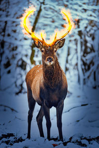 Portrait of deer standing on snow covered field