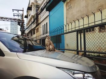 Cat looking through car window