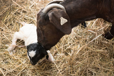 High angle view of mother goat with baby