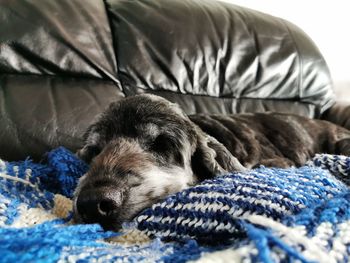 Close-up of dog sleeping on bed