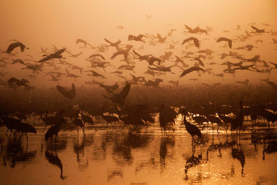 Flock of birds in lake