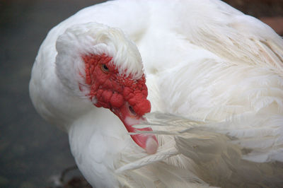 Close-up of white duck