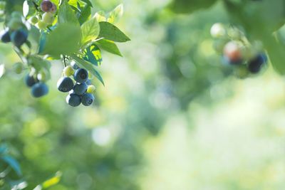 Close-up of berries growing on tree